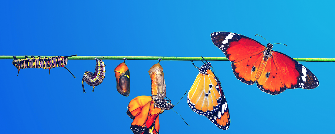 The different stages of metamorphosis from a caterpillar to a butterfly