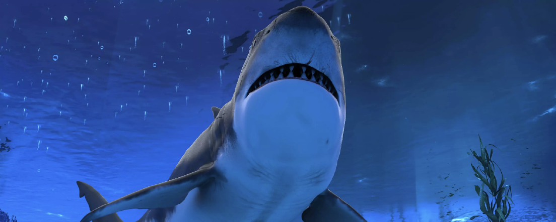 Upward view of great white shark underwater