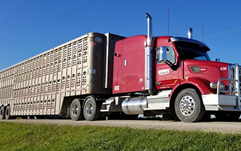 Livestock tractor trailer